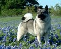 Racer standing in Blue Bonnets